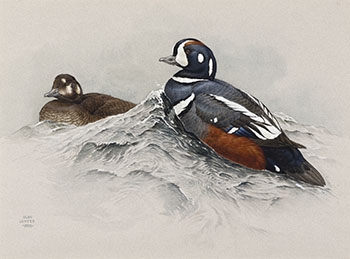 Harlequin Ducks by Martin Glen Loates sold for $3,750