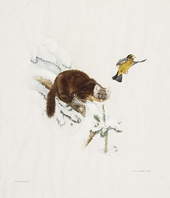 Pine Marten by Martin Glen Loates sold for $1,750
