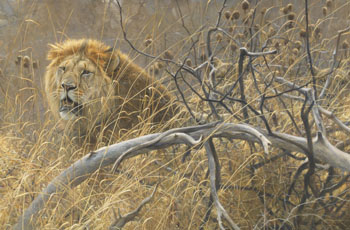 Lions in the Grass by Robert Bateman vendu pour $32,450