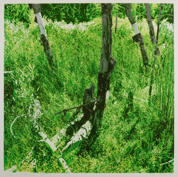 Trees in a Meadow (03464/147) by Judy Gouin sold for $63