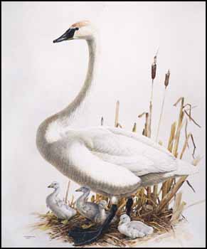 Trumpeter Swan by James Fenwick Lansdowne vendu pour $13,800