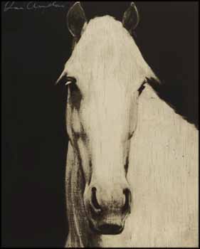 Black Horse Head by Joe Andoe vendu pour $2,000