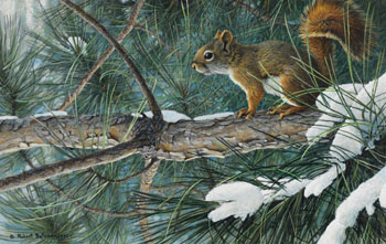 Red Squirrel by Robert Bateman vendu pour $41,300