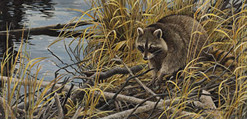 Mischief on the Prowl - Raccoon by Robert Bateman vendu pour $25,000