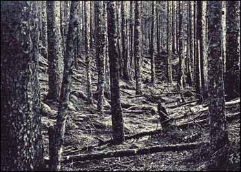 Forest Light (02171/2013-1315) by Ian Martin sold for $108