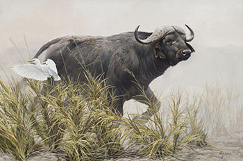 Cape Buffalo by Robert Bateman