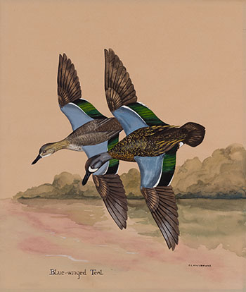 Blue-winged Teal by James Fenwick Lansdowne