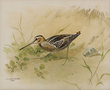 Wilson's Snipe by James Fenwick Lansdowne
