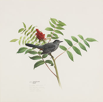 Catbird by James Fenwick Lansdowne