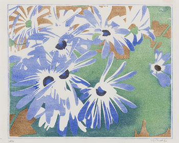 Cineraria by Walter Joseph (W.J.) Phillips