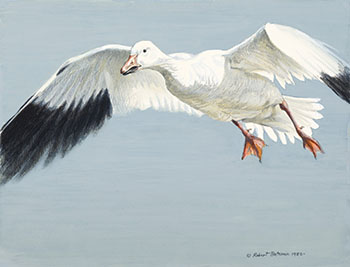 Snow Goose par Robert Bateman