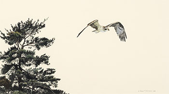 Osprey on the Wing par Robert Bateman