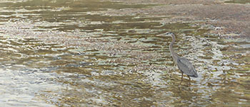 Great Blue Heron par Ron Kingswood