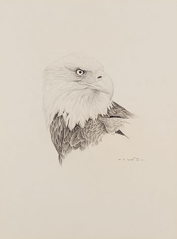 Bald Eagle par Martin Glen Loates