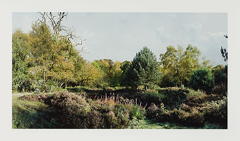 Reclaimed Heathland, West Heath par Scott McFarland