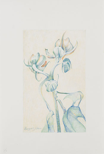 Floral Study by Margaret J. Wilkins