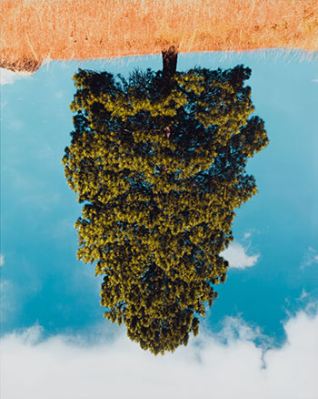 Ponderosa Pine No. 3 by Rodney Graham