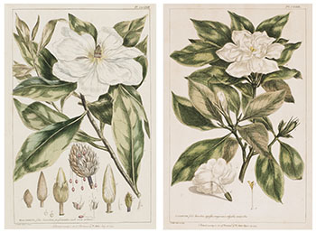 Pair of Botanical Engravings, Magnolia / Jasminum by Philip Miller