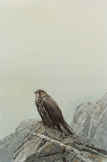 Gyrfalcon - Dark Phase par Robert Bateman