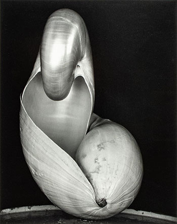 Shell, 1927 by Edward Weston