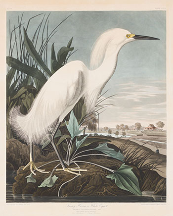 Snowy Heron or White Egret, No. 49, Plate CCXLII par After John James Audubon