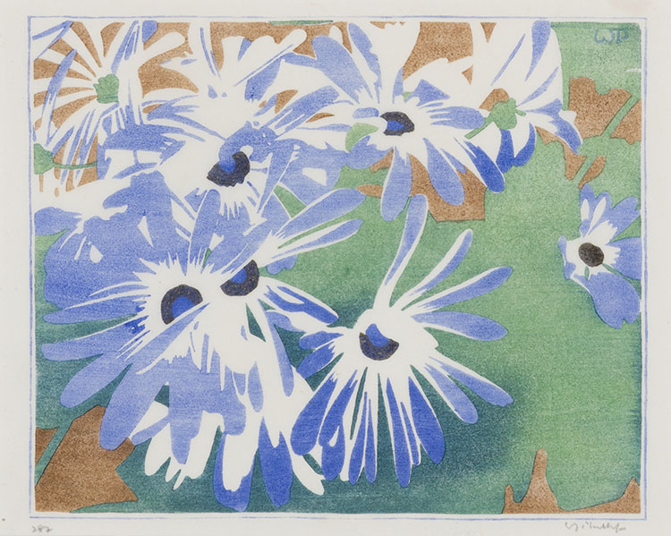 Cineraria by Walter Joseph (W.J.) Phillips