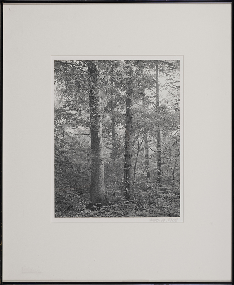Herrontown Woods (Princeton N.J.) by George Tice