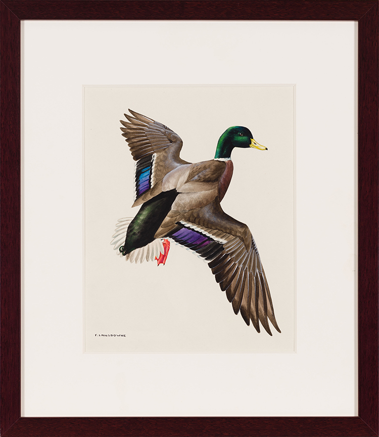Mallard Duck by James Fenwick Lansdowne