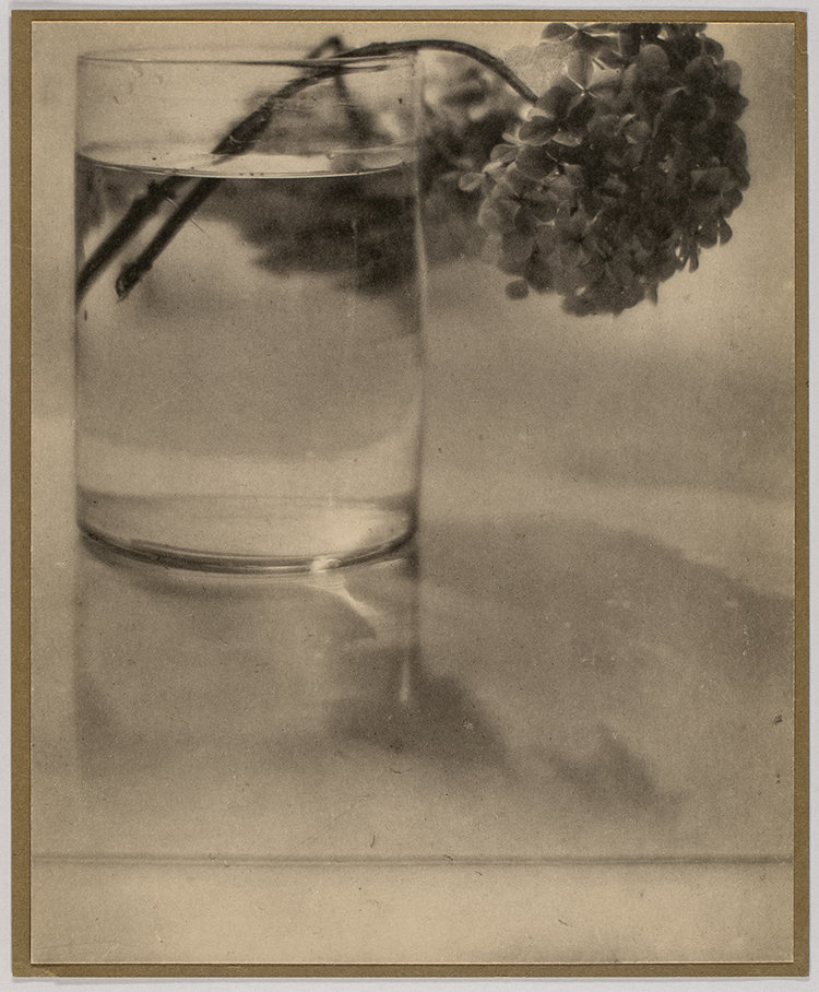 Still Life (Hydrangeas in Glass), 1908 par Adolph de Meyer