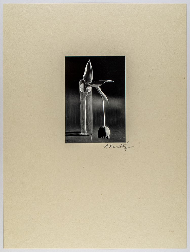 A Portfolio of Ten Prints, 1981 by André Kertész