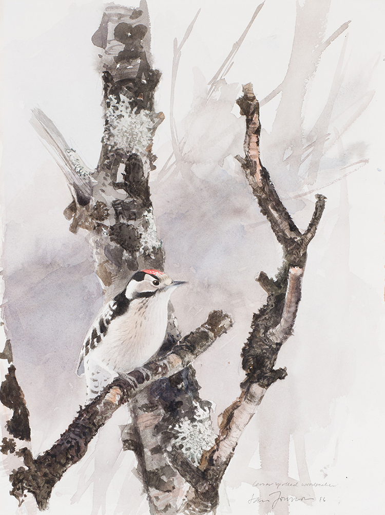 Lesser Spotted Woodpecker by Lars Jonsson